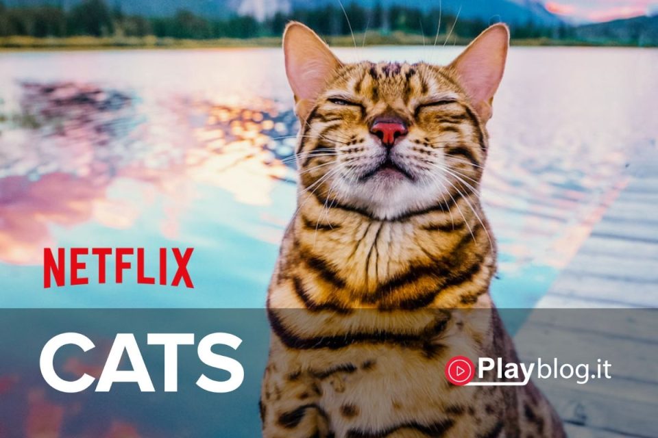 cats netflix film documentario