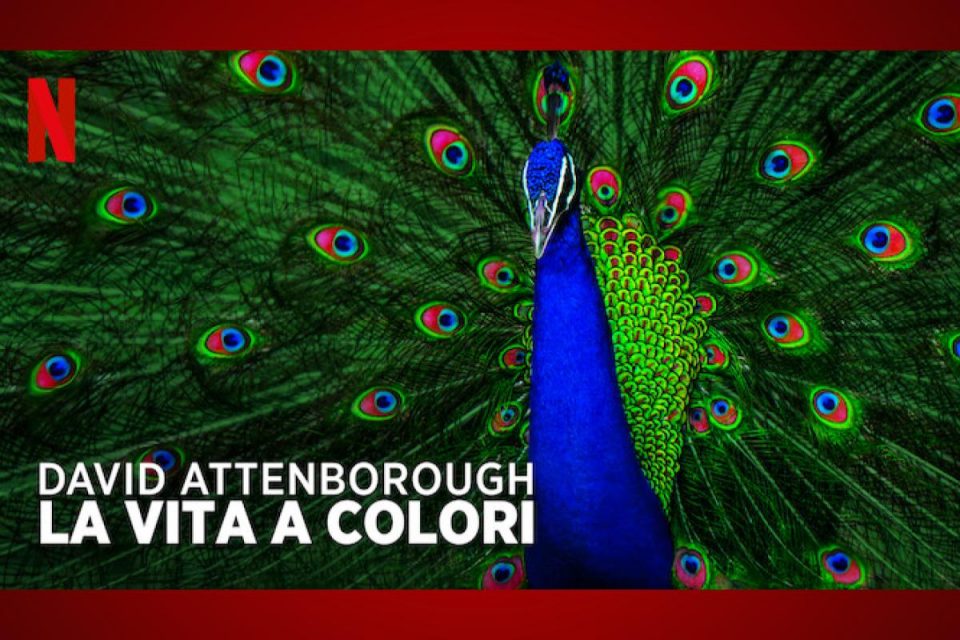 David Attenborough: la vita a colori disponibile oggi su Netflix