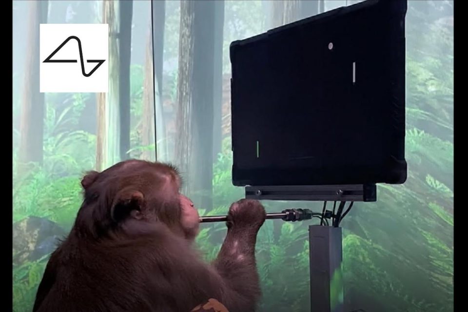 Una scimmia con impianti Neuralink può giocare a Pong con la sua mente