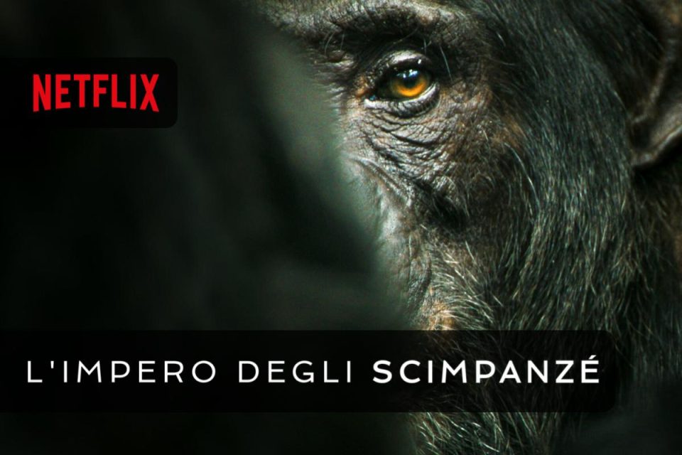 L'impero degli scimpanzé documentario del regista premio Oscar Mahershala Ali arriva su Netflix