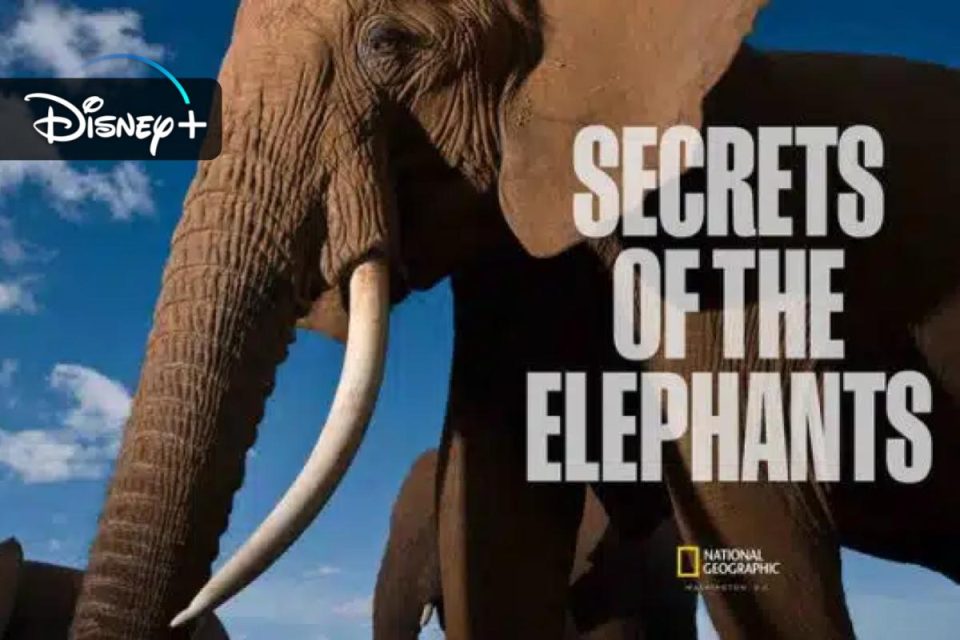 Svelata la data di uscita della serie I segreti degli elefanti su Disney+