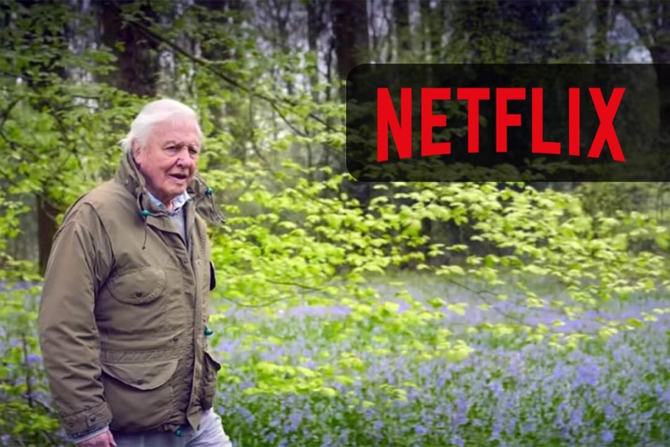 Secret World of Sound con David Attenborough arriverà su Netflix ad agosto 2024