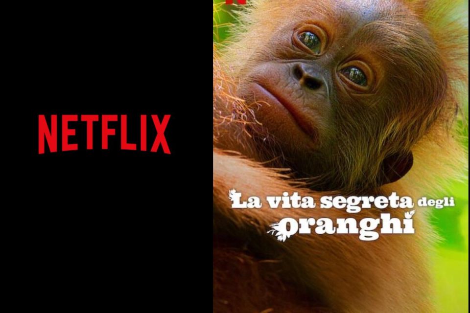 La vita segreta degli oranghi Film Netflix